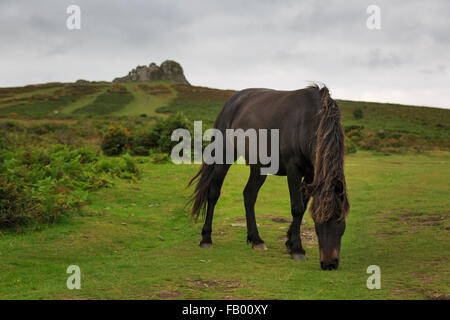 A wild Dartmoor pony graze below Haytor, one of the most popular of the exposed granite tors on Dartmoor, Devon Stock Photo