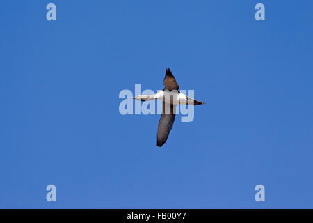 Red-throated loon / red-throated diver (Gavia stellata) in breeding plumage flying against blue sky Stock Photo