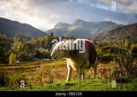 A Herdwick Sheep against the backdrop of the Langdales, Lake District Stock Photo