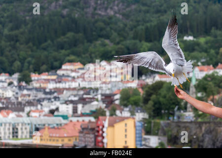 Seagull flying with Bergen, Norway landscape in background Stock Photo