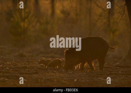 Wild boar / Wild hog / Feral pig / Wild sow / Wildschwein ( Sus scrofa ), mother with piglets in natural golden backlight. Stock Photo