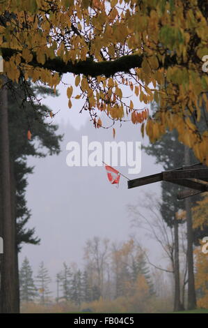 Oh, Canada flag hung to tree in the rain. Stock Photo