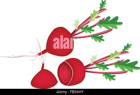 Vegetable, Vector Illustration of Long and Slices Red Beet with Leaves Isolated on White Background Stock Vector