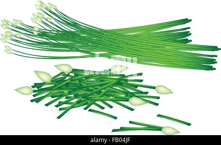 Vegetable and Herb, Vector Illustration of Chopped Garlic Chives wiht Fresh Chinese Garlic Chives or Ku Chai Isolated on White B Stock Vector