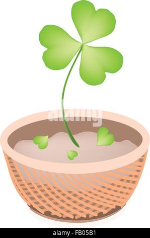 Symbols for Fortune and Luck, Illustration of Growing Four Leaf Clover Plants or Shamrock in A Beautiful Wicker Basket for St. P Stock Vector
