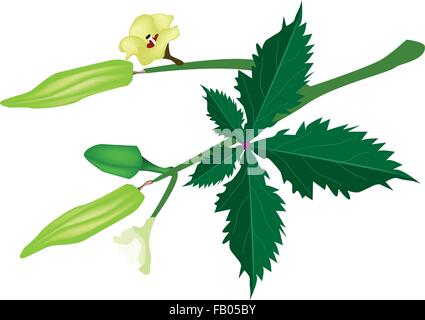 Vegetable and Herb, Vector Illustration of Okra or Lady Finger with Blossom, Buds and Okra Baby on A Stem Isolated on White Back Stock Vector