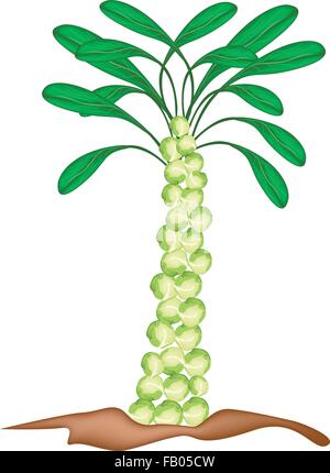 Vegetable, Vector Illustration A Pile of Delicious Fresh Green Brussels Sprout Isolated on White Background. Stock Vector