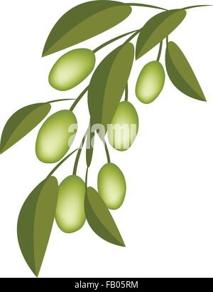 Illustration of Green Olives and Leaves Hanging on Small Tree Branch in ...