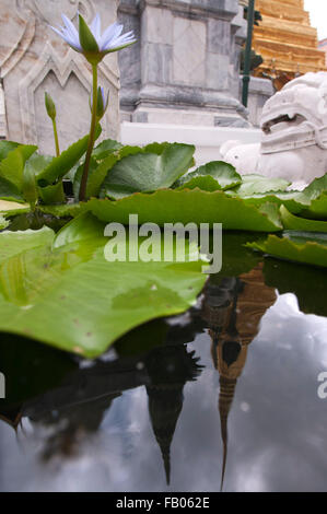Flower and reflection of Golden stupa, Temple of the Emerald Buddha (Wat Phra Kaew) in the Grand Palace, Bangkok, Thailand, Sout