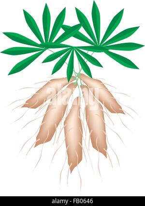 Vegetable, Vector Illustration of Tapioca Plant Cassava with Roots and Leaves Isolated on White Background. Stock Vector