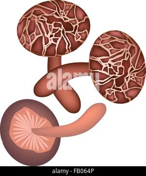 Vegetable, Vector Illustration of Three Shiitake Mushrooms or Lentinula Edodes Mushrooms Isolated on A White Background. Stock Vector