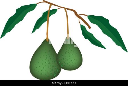 Vector Illustration of Delicious Fresh Green Avocado and Leaves Hanging on Tree Branch Isolated on White Background. Stock Vector