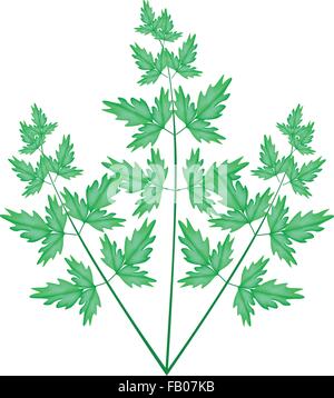 Vegetable and Herb, An Illustration of A Fresh Water Dropwort or Chinese Celery with Stem and Leaves Isolated on White Backgroun Stock Vector