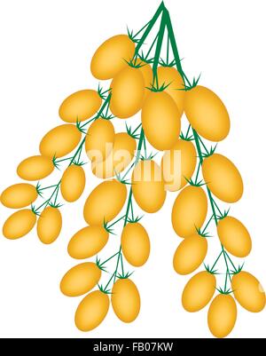 Vegetable, An Illustration of Delicious Juicy Orange Ripe Plum Tomatos or Roma Tomatoes on A Vine Isolated on White Background. Stock Vector