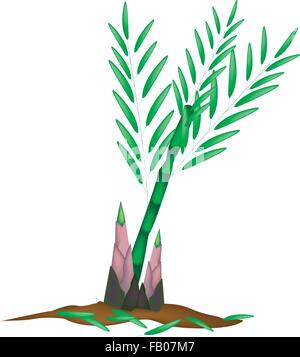 Vegetable, An Illustration of Delicious Fresh Bamboo Tree for Garden Decoration, Isolated on White Background. Stock Vector