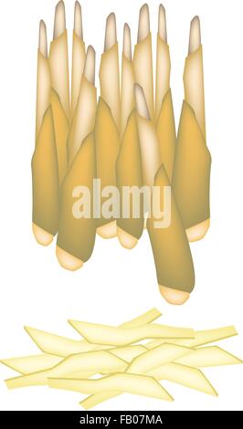 Vegetable, An Illustration of Two Fresh Bamboo Shoots Isolated on White Background. Stock Vector