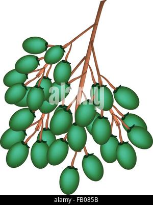 Vegetable and Herb, An Illustration Bunch of Fresh Green Betel Palm Nut or Areca Nut Isolated on White Background. Stock Vector