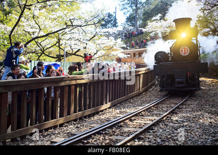 Alishan,Taiwan - March 15,2012 : Alishan forest train in Alishan National Scenic Area during spring season. People can seen expl Stock Photo