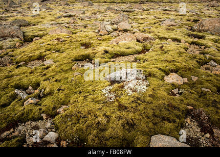 Rock and moss cover the ground in the Icelandic highlands Stock Photo