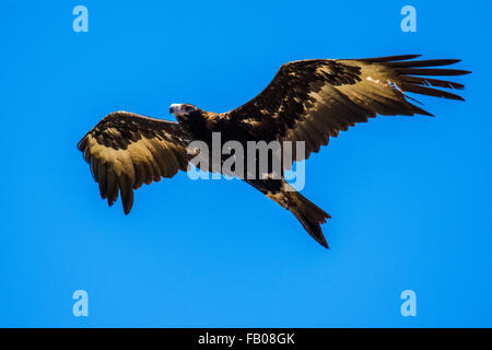 Wedge-tailed Eagle (Aquila audax) in flight. Stock Photo