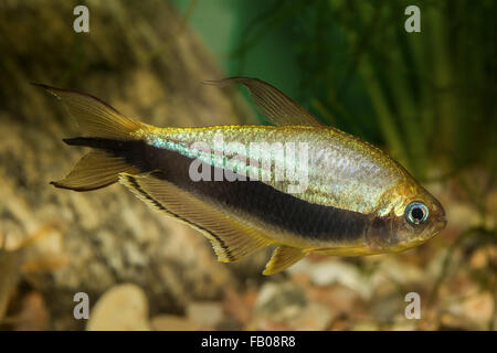 Tetra fish with black stripe in the aquarium Stock Photo