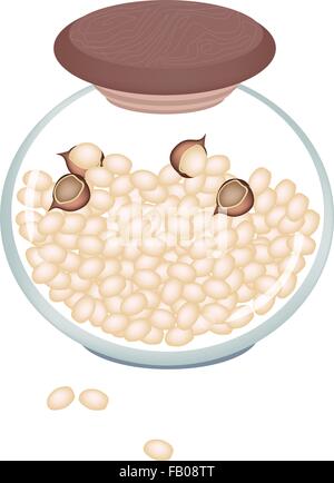 Illustration of Shelled and Unshelled Macadamia Nuts in Glass Jar, Good Source of Dietary Fiber, Vitamins and Minerals. Stock Vector