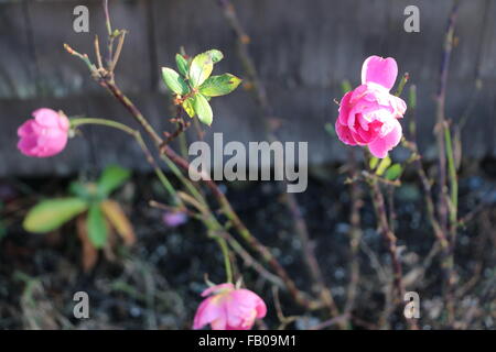 December rose in Rockport Massachusetts Stock Photo