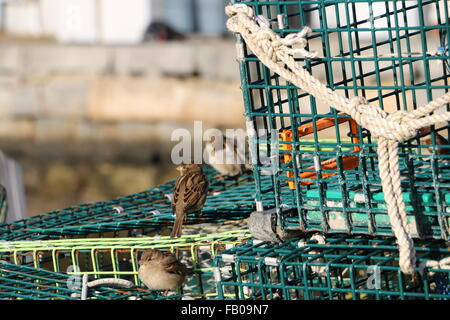 Rockport Massachusetts  harbor lobster  traps on the wharf with birds in the sunshine. Stock Photo