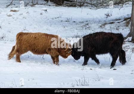 Scottish Highland calves fighting Stock Photo