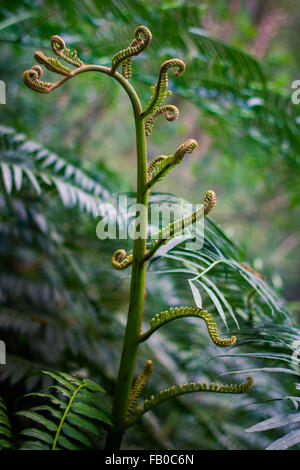 Hawaiian Fern Opening in the forest of Manoa on Oahu Hawaii Stock Photo