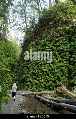 A woman hikes along the fern-lined, lush stream bed in Fern Canyon, a canyon in the Prairie Creek Redwoods State Park. Stock Photo