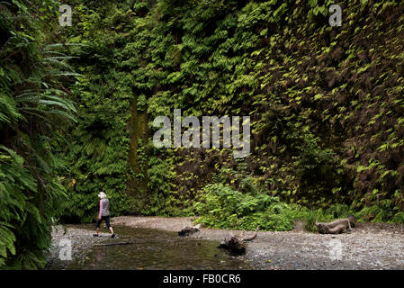 A woman hikes along the fern-lined, lush stream bed in Fern Canyon, a canyon in the Prairie Creek Redwoods State Park. Stock Photo