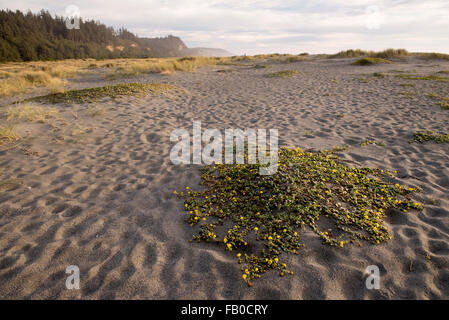 Vegetation on Gold Bluffs Beach at Prairie Creek Redwoods State Park in Humboldt County, California, USA Stock Photo