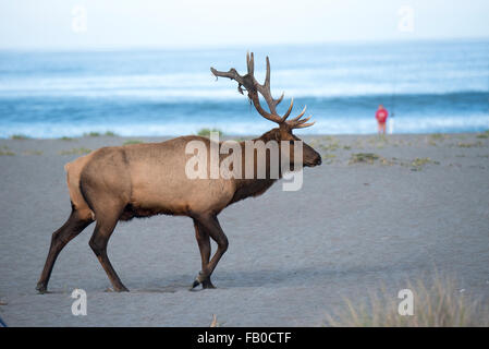 An elk passes on the sandy beach and dunes near Gold Bluffs Beach Campground at Prairie Creek Redwoods State Park in California. Stock Photo