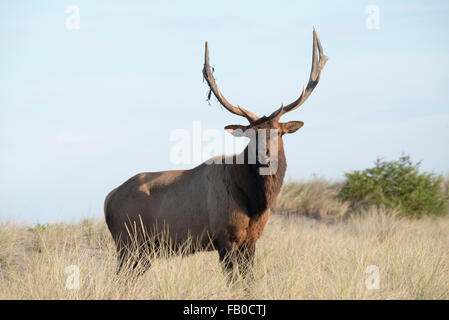 An elk passes on the sandy beach and dunes near Gold Bluffs Beach Campground at Prairie Creek Redwoods State Park in California. Stock Photo