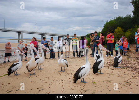 Tourists watching australian pelicans at San Remo Beach, Victoria, Australia. Stock Photo