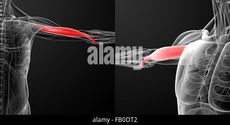 medical  illustration of the biceps Stock Photo