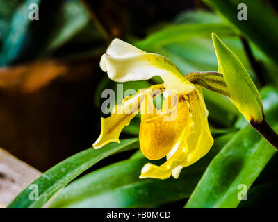 Closeup of a beautiful yellow Lady's Slipper Orchid Stock Photo