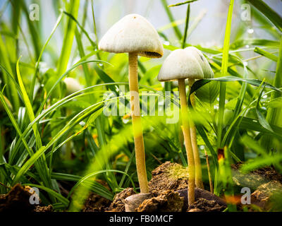 Natural tiny mushroom growing on the ground Stock Photo