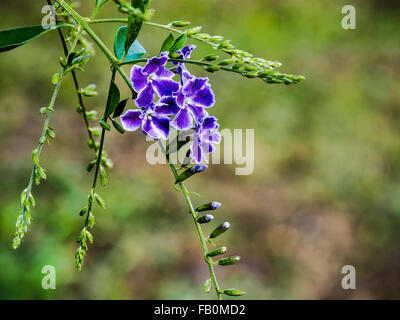 Golden Dew Drop or Pigeon Berry Flowers Stock Photo