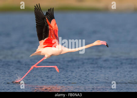 Greater Flamingo (Phoenicopterus roseus), Adult taking off, Salalah, Dhofar, Oman Stock Photo