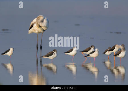 Greater Flamingo (Phoenicopterus roseus), Resting together with Black-winged Stilts, Salalah, Dhofar, Oman Stock Photo