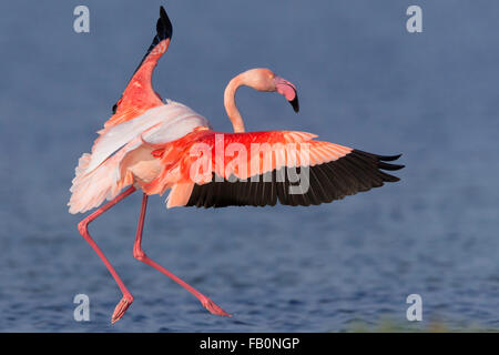 Greater Flamingo (Phoenicopterus roseus), Adult landing, Salalah, Dhofar, Oman Stock Photo