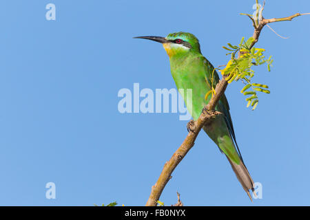 Blue-cheeked Bee-eater (Merops persicus), Perched on a branch, Salalah, Dhofar, Oman Stock Photo