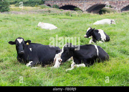 Dairy cattle: three Fresian cows lying in a field adjacent to Brockholes bridge on the river Ribble, Preston. Stock Photo