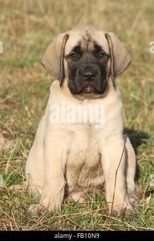 sitting Old English Mastiff Puppy Stock Photo