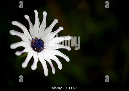 White Osteospermum flower with spoon shaped petals and shiny blue middle. Stock Photo