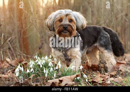 Yorkshire-Terrier-Mongrel Stock Photo