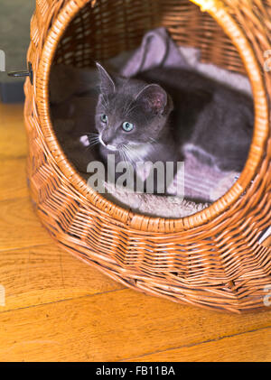 dh  KITTEN UK Young kitten in wicker cat basket cute face domestic Stock Photo