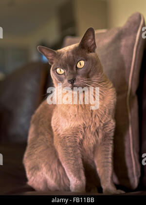 dh Burmese cat CAT UK Blue burmese cat domestic pet pedigree cats alone breeds Stock Photo
